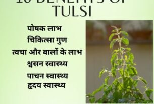 तुलसी के 10 लाभ: 10 benefits of Tulsi