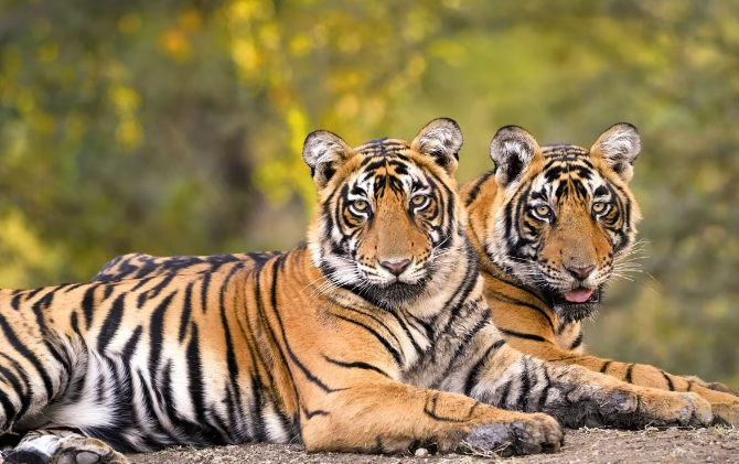 आइए दोस्तो आज हम जानते हैं बंगाल टाइगर्स के बारे में 10 रोचक तथ्य
